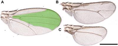 Drosophila: a Tale of regeneration with MYC